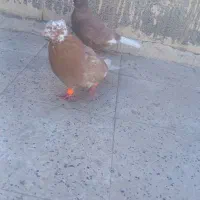 جفت کفتر قره مشگی دمسفید ماده با کله دمسفید نر|پرنده|مشهد, قائم|دیوار