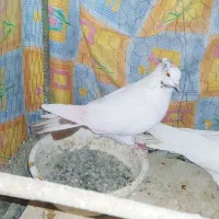 کفتر ماهرو|پرنده|قدس, هفت جوی|دیوار