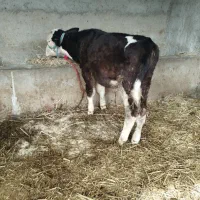 گوساله نر سیمینتال|حیوانات مزرعه|گنبد کاووس, |دیوار