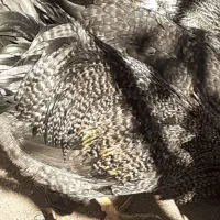 خروس وجوجه خروس مامونیه|حیوانات مزرعه|ساوه, |دیوار