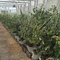 فروش گلخانه‌ای حرفه‌ای وتمام‌اتوماتیک تولید بلوبری
