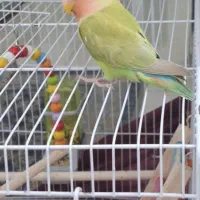 مینا و کوتوله|پرنده|مشهد, فدک|دیوار