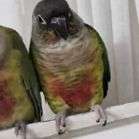 گرینچیک|پرنده|تهران, خزانه|دیوار