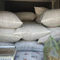 تخمه کانادایی به شرط مزه دیروز پخت شده|خوردنی و آشامیدنی|جوانرود, |دیوار