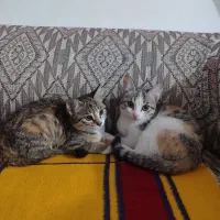 گربه واگذاری رایگان