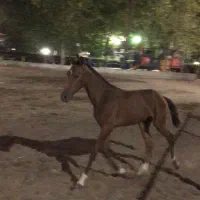 نریون ترکمن