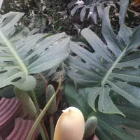 فروش گل طبیعی خانگی|گل و گیاه طبیعی|بابل, |دیوار