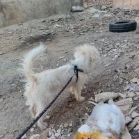 سگ مهربون|سگ|قم, اسمعیل آباد|دیوار