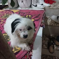 سگ گمشده