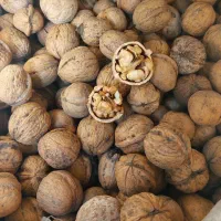 گردوی پرچرب تویسرکان تازه و اعلا|خوردنی و آشامیدنی|تهران, امیریه|دیوار