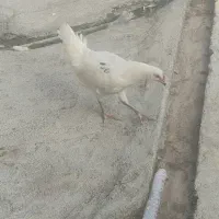 جوجه ۴ماهه