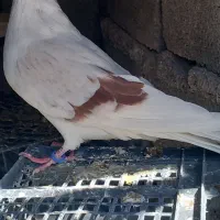 کبوتر