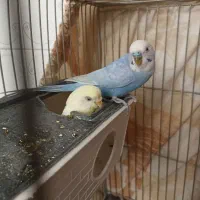 یک جفت مرغ عشق مولد معاوضه عروس ماده|پرنده|ملارد, |دیوار