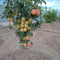 پیوند درختان میوه ترکیبی