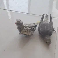 عروس هلندی