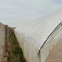 گلخانه سنتی|عمده‌فروشی|مشهد, ابوذر|دیوار