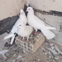 کفتر سفید پاک|پرنده|قم, طلاب غیر ایرانی|دیوار