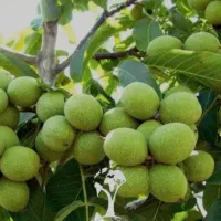 تولید و عرضه انواع نهال ها|خدمات باغبانی و درختکاری|تربتحیدریه, کلاته توکلی|دیوار