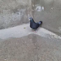 کبوتر ترکیه