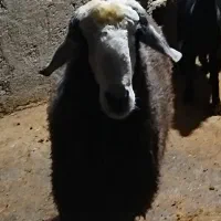 بره نر|حیوانات مزرعه|شباب, |دیوار