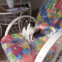 واگذاری بچه گربه تاکسیدو ماده