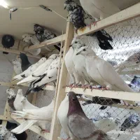 کبوتر بارجدید ۹/۱۰.دوشنبه .کفترتعداد.سواکن و جداکن|پرنده|کرج, حیدرآباد|دیوار