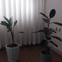گل زیبا آپارتمانی