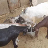بزپاکستانی