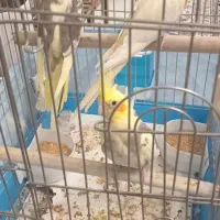 عروس هلندی|پرنده|هشتگرد, فاز ۲ مهستان|دیوار