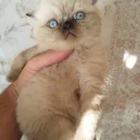 اسکاتیش فولد لانگ هیر و بریتیش هیمالین