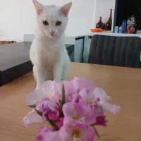 واگذاری گربه|گربه|شاهینشهر, خانه کارگر|دیوار