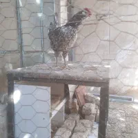 تخم مرغ گلین فول کیفیت|حیوانات مزرعه|شیراز, راهنمایی|دیوار