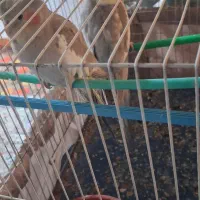 عروس هلندی جفت|پرنده|زهک, |دیوار