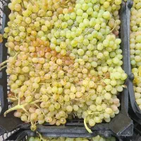 انگور بیدانه درجه ۱