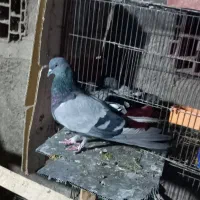 سبز نروماده