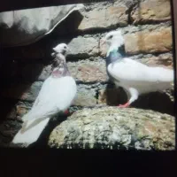 کبوتر رنگه جفتگاه پرشی|پرنده|چناران, |دیوار