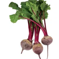 کارگر لبو هویج چغندر پختار کارای کشاورزی