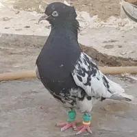 کله سیاه و کله ماستی دورگ