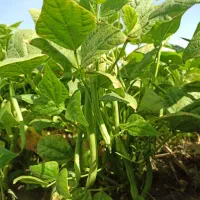 لوبیا (پاییزه) دشت اول