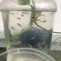 ماهی گوپی نر|ماهی|بجنورد, |دیوار