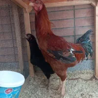 کلیه‌حیوانات‌مزرعه‌ازشماتغذیه‌ونگهداری‌ازما
