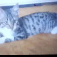 گربه جوان حدودن ده ماهه خانگی گمشده