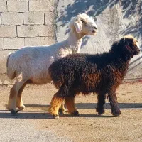 ۳ راس میش زاییده بختیاری