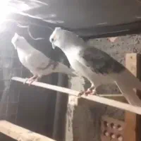 یک جفت پشت هما