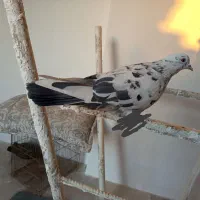 این کفتر مهمون ما شده غروب