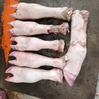 پاچه گوساله کشتار روز تهران