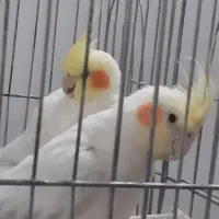 عروس هلندی لوتینو