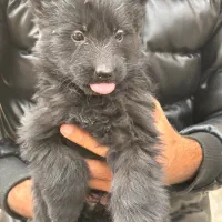 واگذاری توله شرمن بلک و دورنگ