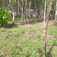 فروش  یا رهن ویلایی دوهزار متری سند دار|فروش خانه و ویلا|رشت, لاکان شهر|دیوار