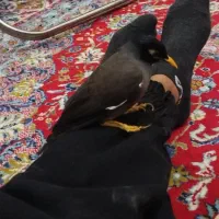 مرغ مینا دستی